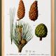 Botanical poster on the maritime pine, after an old engraving from 1802