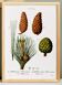 Botanical poster on the maritime pine, after an old engraving from 1802