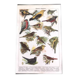 Planche originale oiseaux chanteurs
