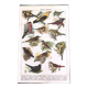 Original songbird board