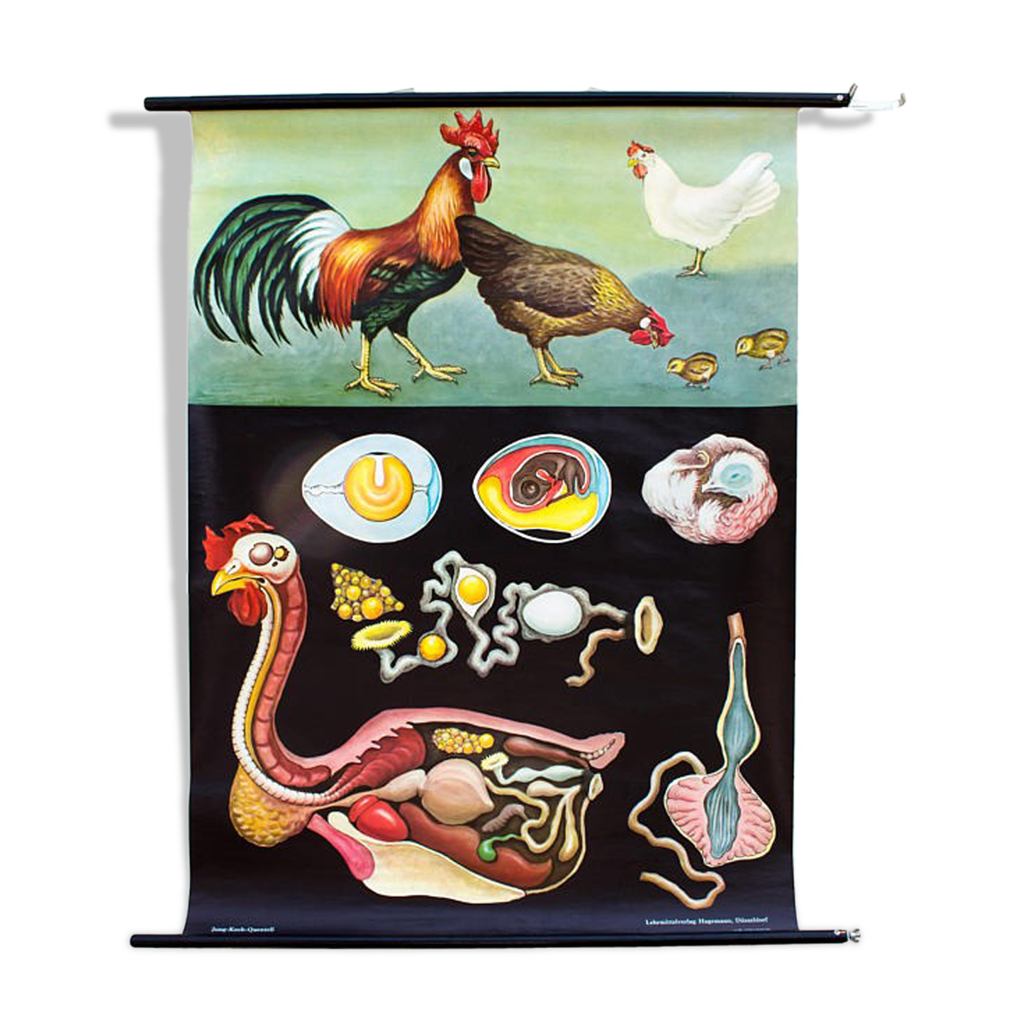 🔎Affiche murale de l’école de Jung-Koch-Quentell "poulet" 1971