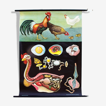 🔎 Jung Koch Quentell school poster "chicken" 1971