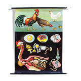 🔎 Jung Koch Quentell school poster "chicken" 1971
