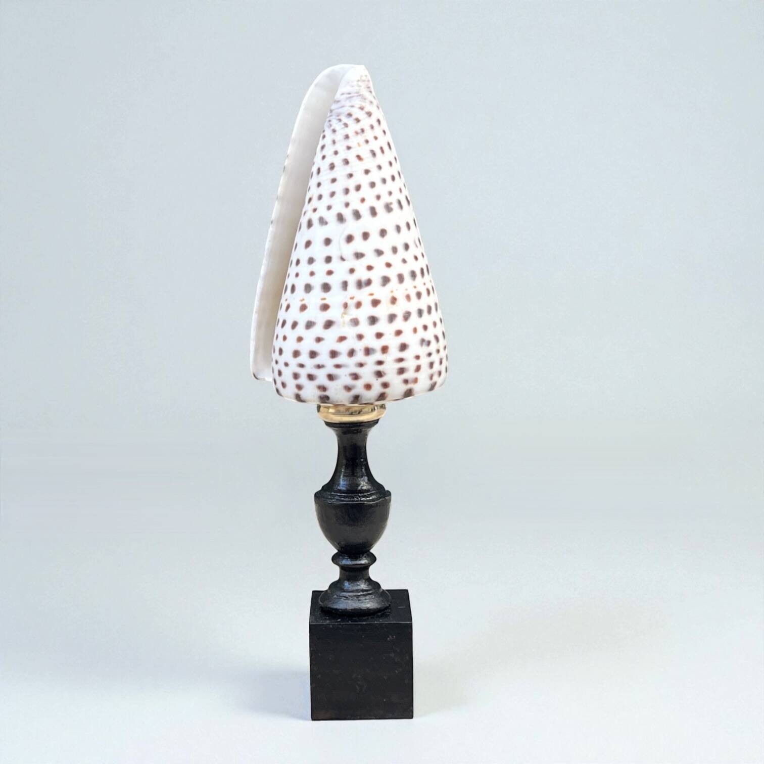 Cabinet of Curiosities: Conus shell on a blackened wooden base, 19th century