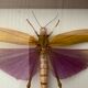Frame under glass, naturalized insect Titanacris albipes