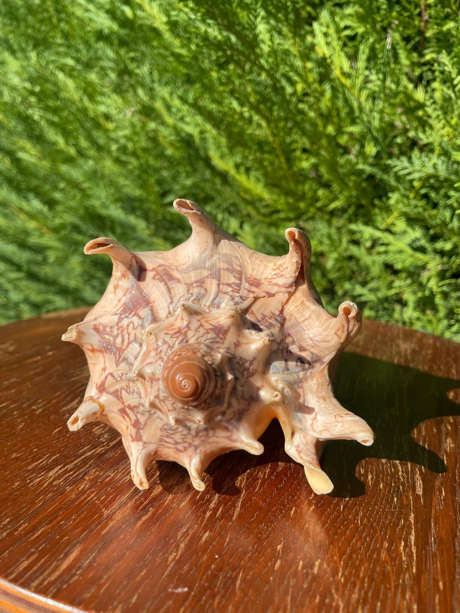 Large seashell: Imperial volute / Cymbiola imperialis