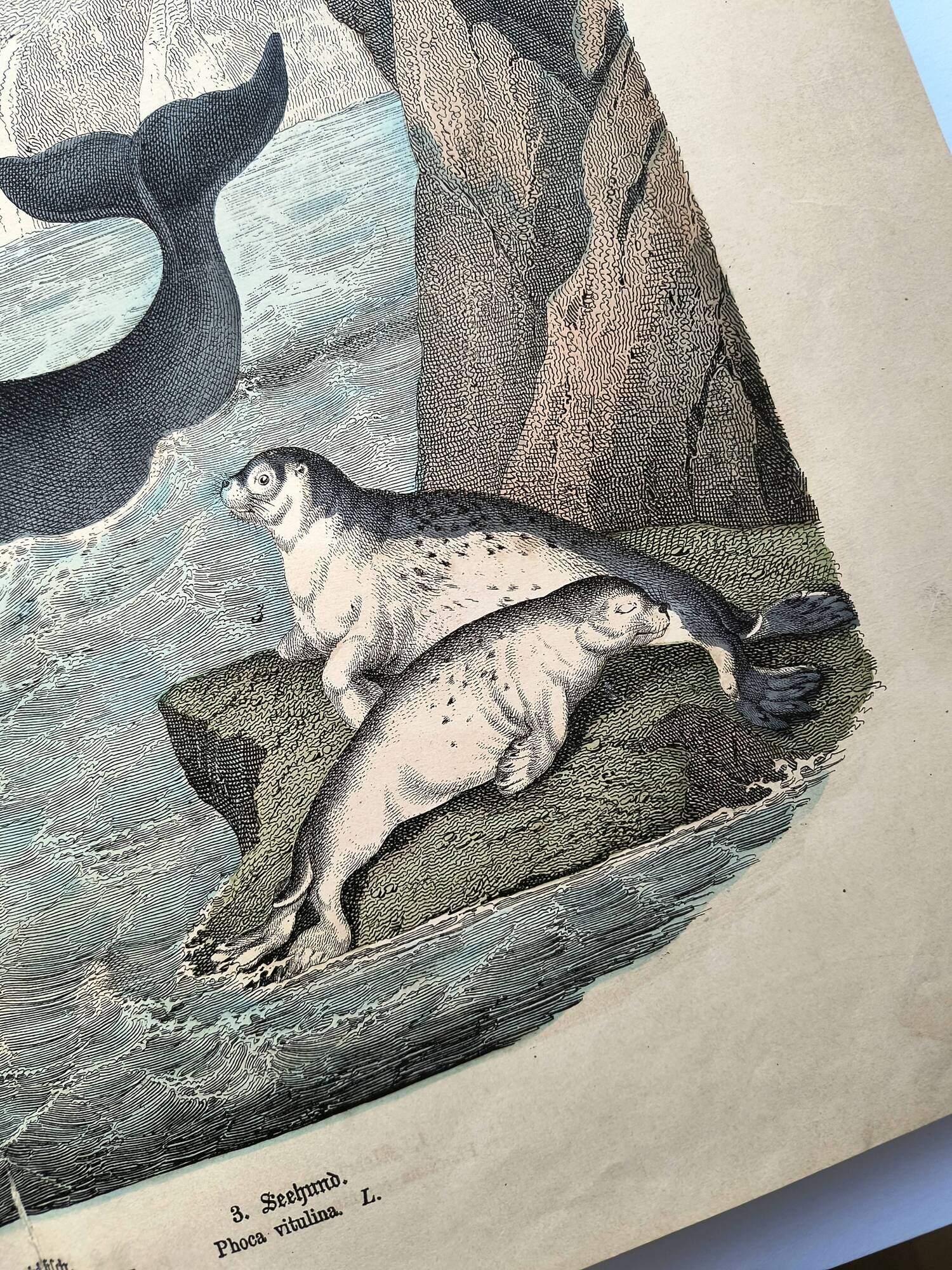 Large antique engraving, 1886 - Whale, sperm whale and seal. Lithograph