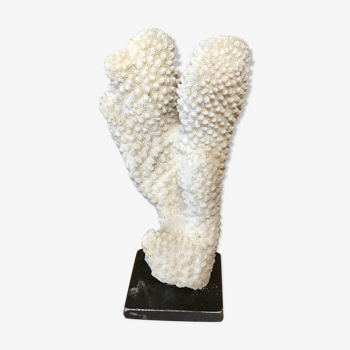 Coral on plinth