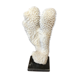 Coral on plinth