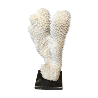 Coral on plinth