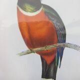 Setting with ornithological decoration " Trogon montagnard "