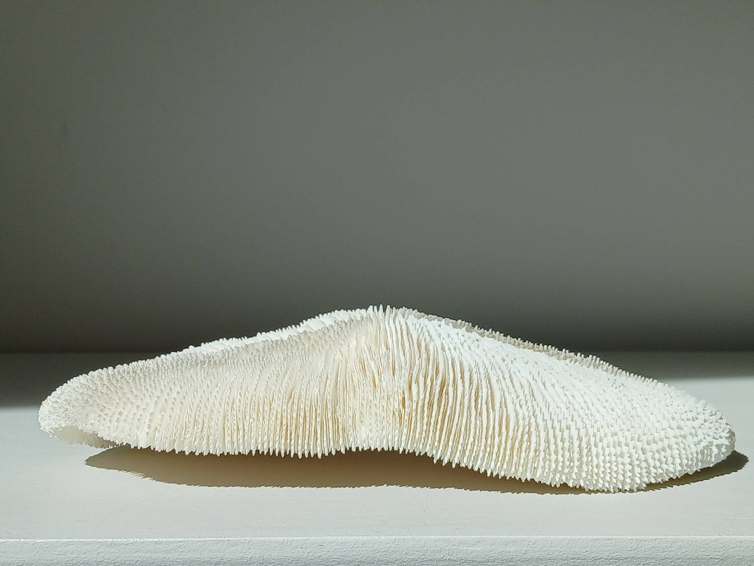 White Coral Fungia 24 cm