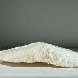 White Coral Fungia 24 cm