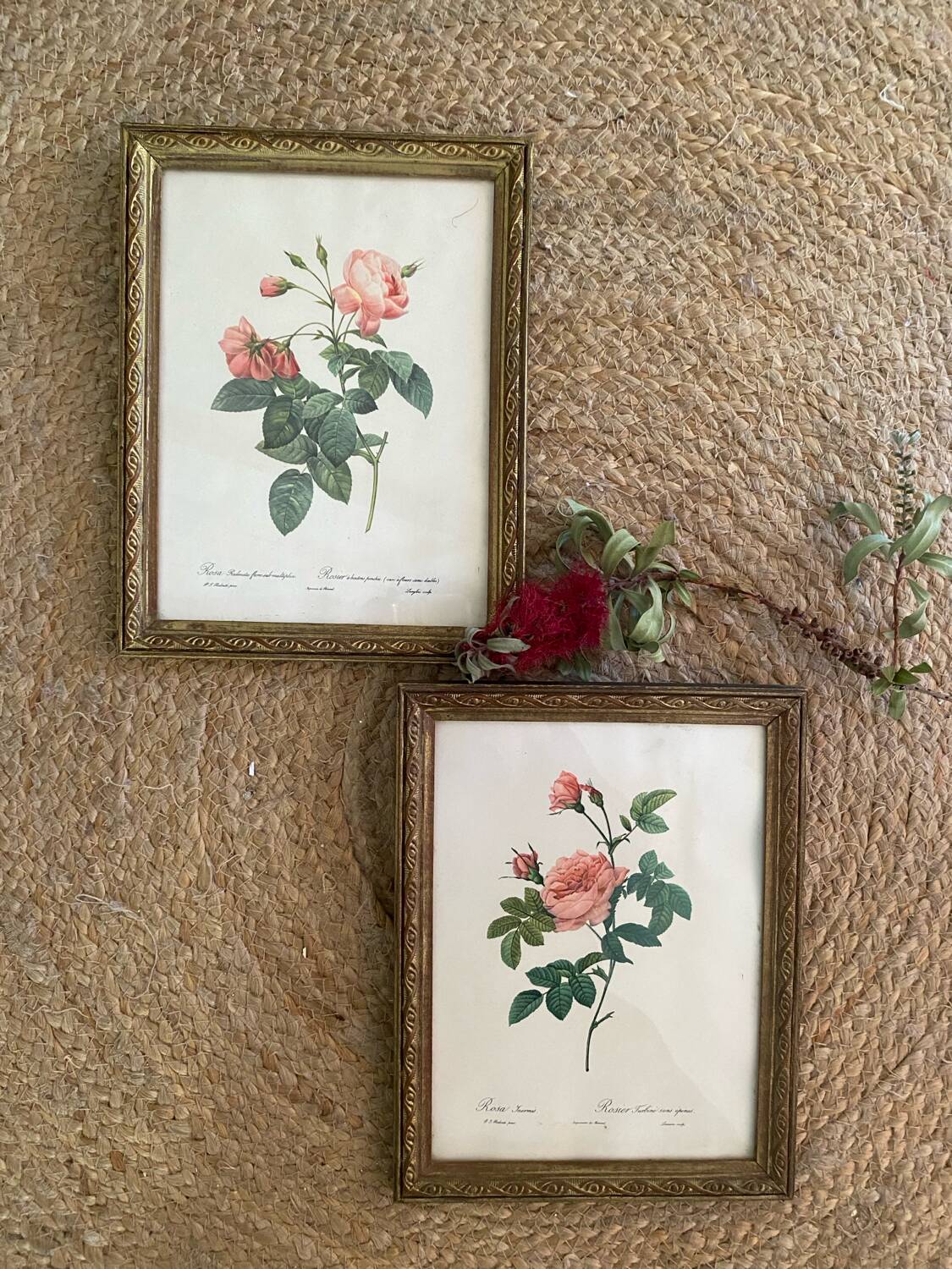 2 Redouté botanical frames of rose bushes.