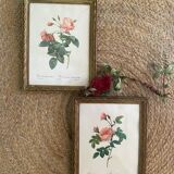 2 Redouté botanical frames of rose bushes.