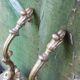 Pair of 1900 wall-mounted coat racks in gilded steel