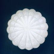 Large Frosted Flower Glass Sconce Wall Lamp from MCM, 1960s