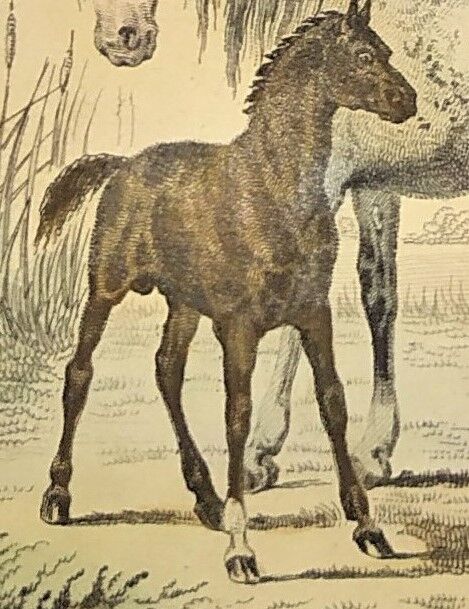 ORIGINAL ZOOLOGICAL FRAME ENGRAVING FROM 1839 " WHOLE HORSE,....,.... "