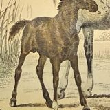 ORIGINAL ZOOLOGICAL FRAME ENGRAVING FROM 1839 " WHOLE HORSE,....,.... "