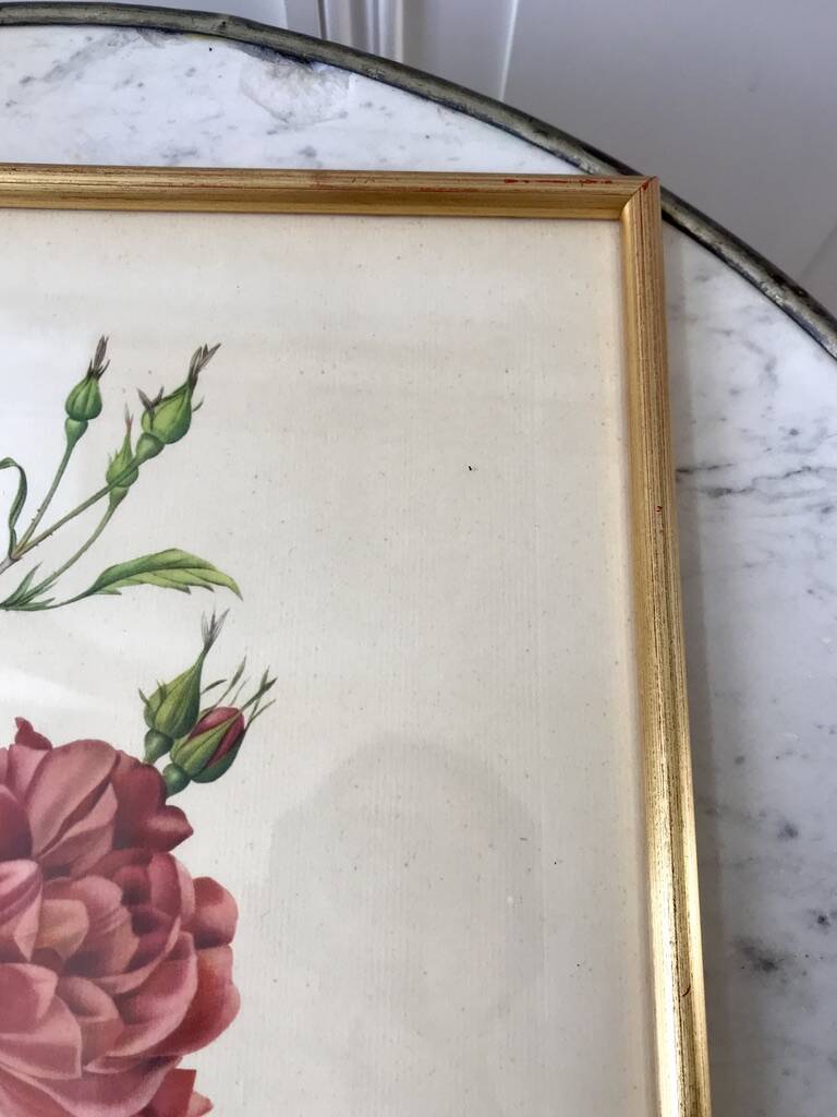 Lithograph pj reddreaded rosa indica cruenta framed 50s