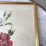 Lithograph pj reddreaded rosa indica cruenta framed 50s