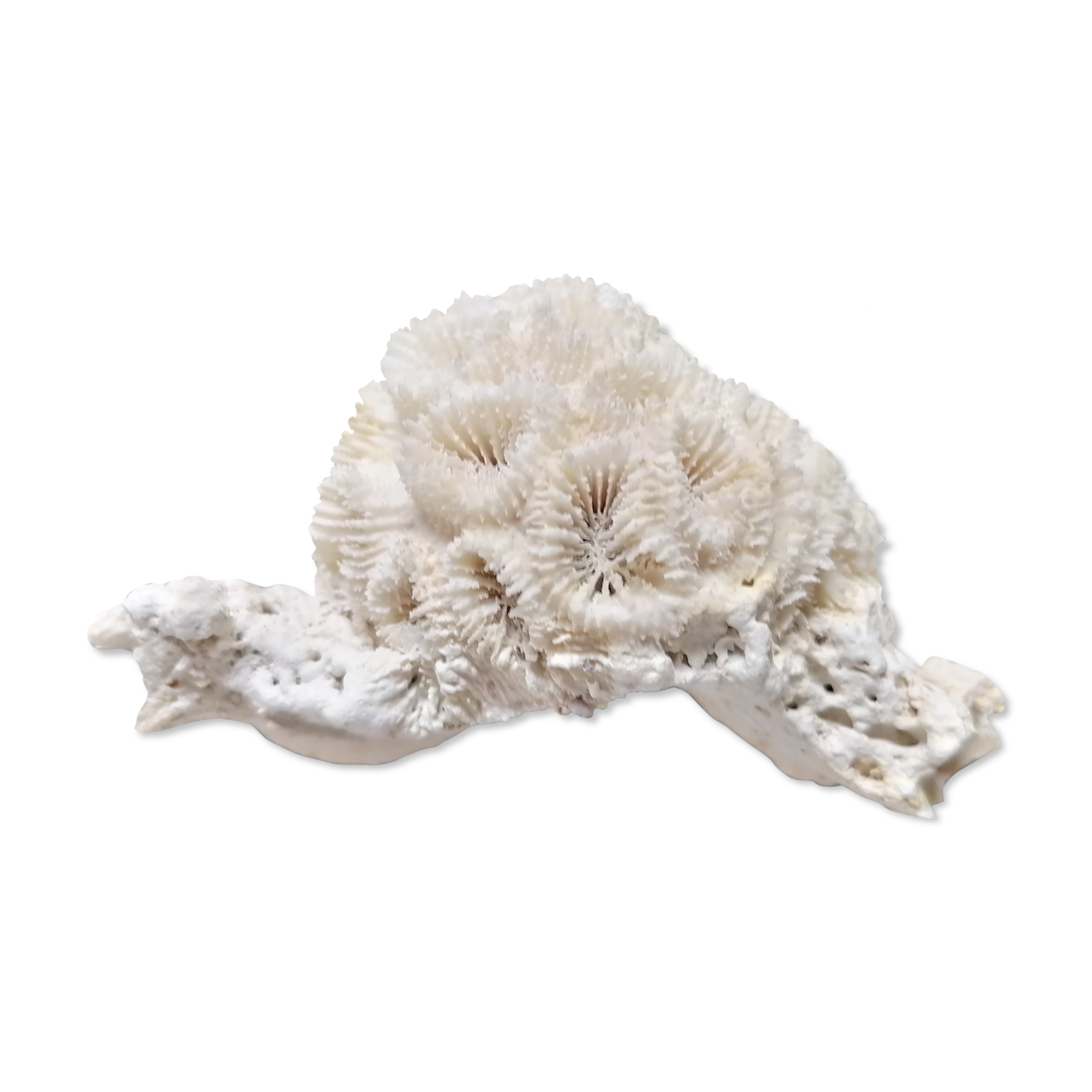 Authentic coral 10x6 cm