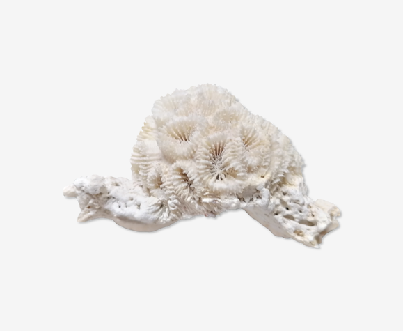 Corail authentique 10x6 cm