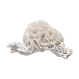 Authentic coral 10x6 cm