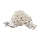 Authentic coral 10x6 cm
