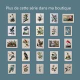Planche oiseaux de J.J. Audubon - Tourterelle - 🐦 Illustration zoologique et ornithologique