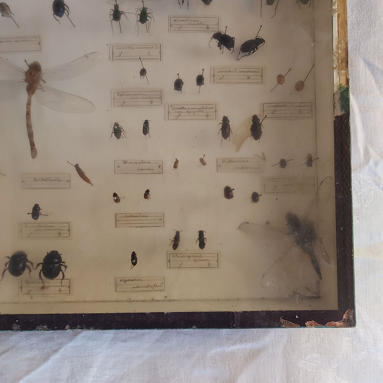 Insect entomology framework "Useful"