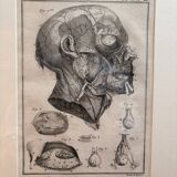 Old Print Engraving 19th Century Framed Anatomy Artery Face Bernard Dixerit