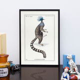 Chimera lithography animal engraving - the ouistigeon