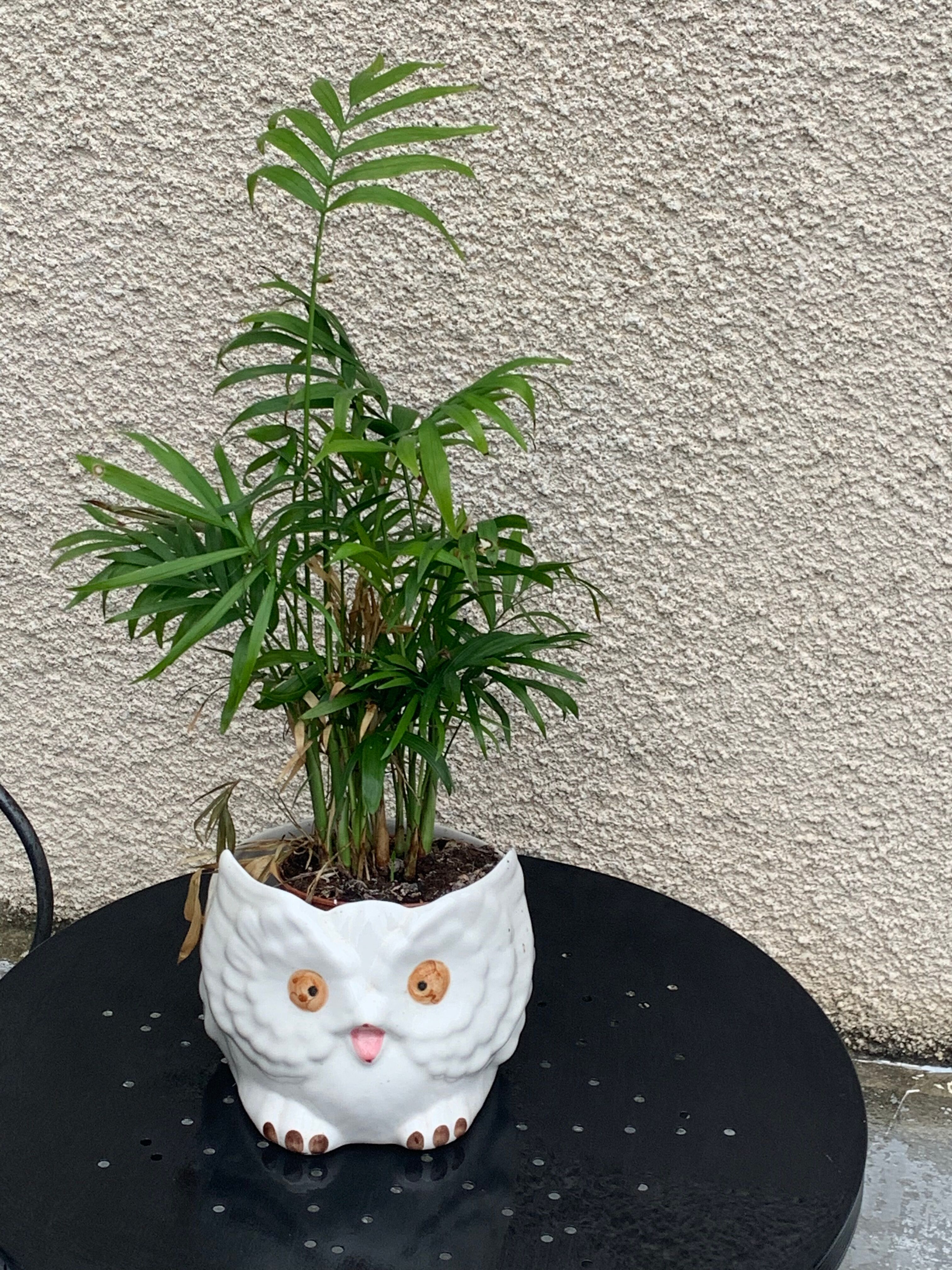 Cache pot owl glazed ceramic white slip earthenware siol Portugal