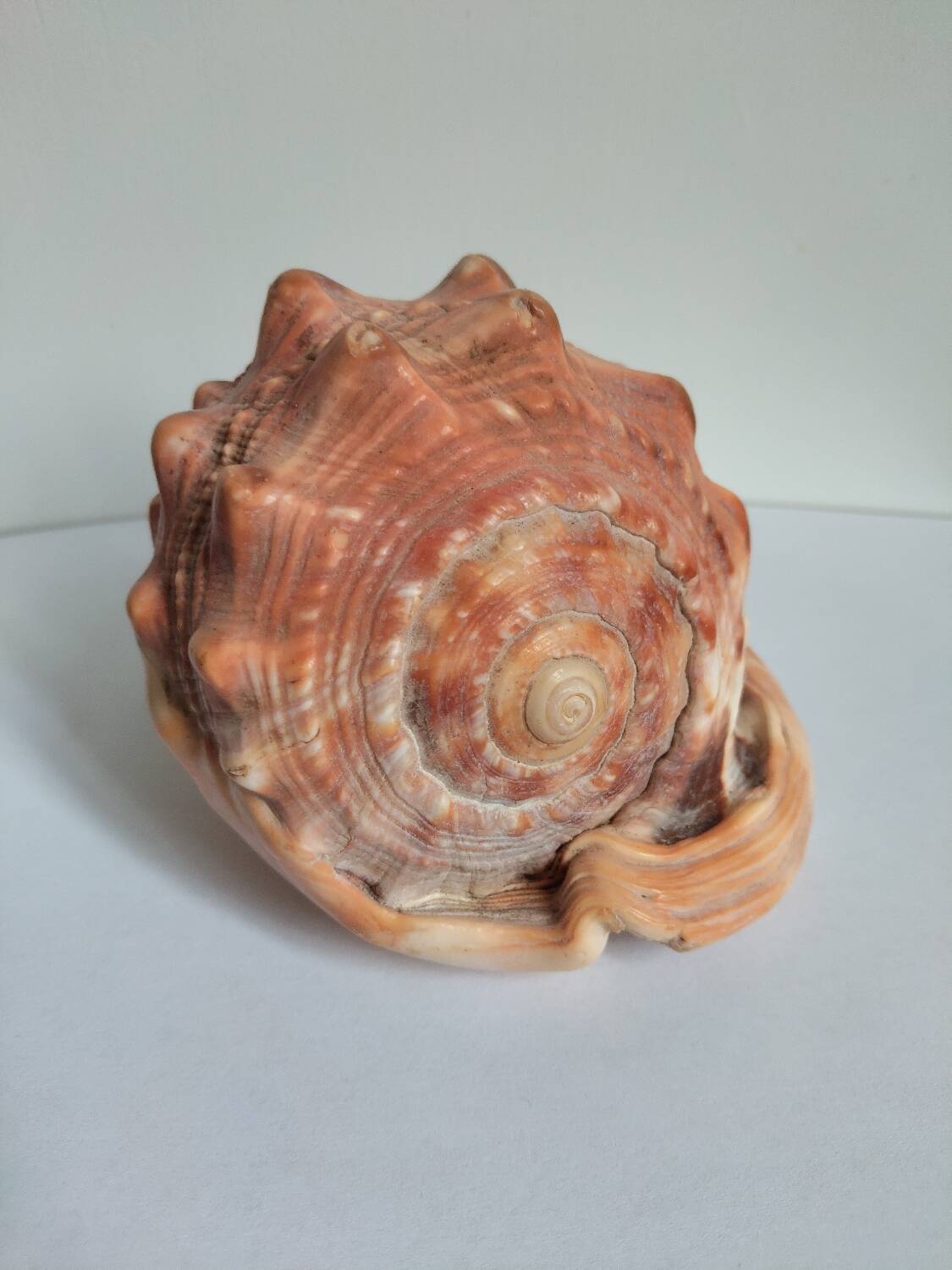 Rose des sables et coquillages marins
