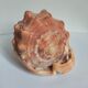 Rose des sables et coquillages marins