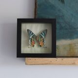 Frame 1 vintage naturalized butterfly