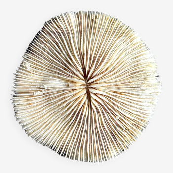 Fungia, corail blanc