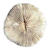 Fungia, white coral