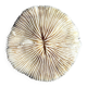 Fungia, white coral