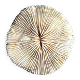 Fungia, white coral