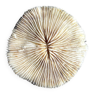 Fungia, corail blanc
