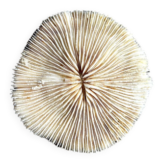 Fungia, white coral