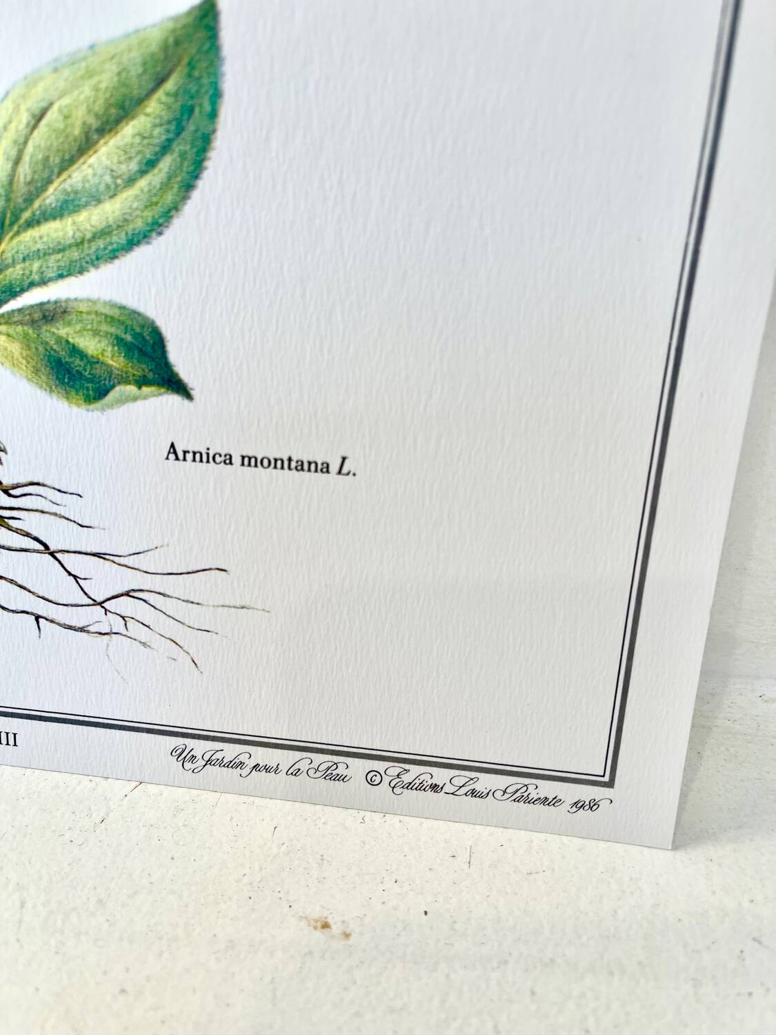 Botanical plate – Arnica – Louis Pariente, 1986