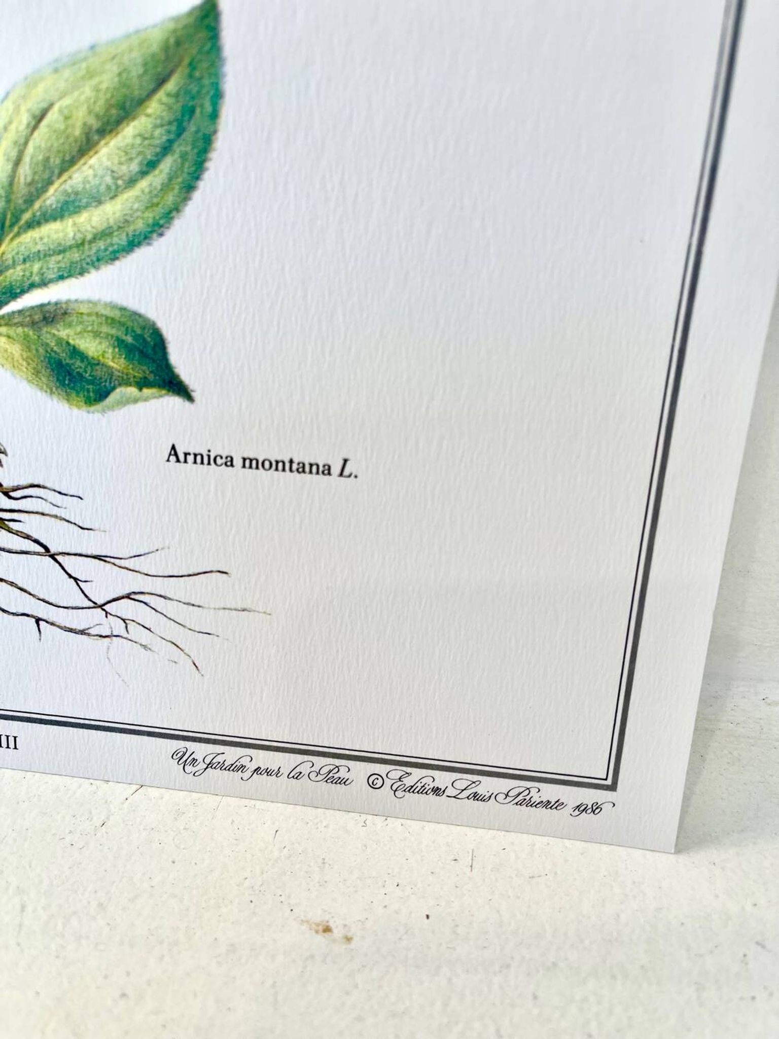 Planche botanique – Arnica – Louis Pariente, 1986