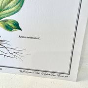 Planche botanique – Arnica – Louis Pariente, 1986