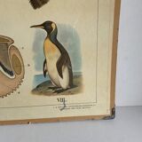 Educational Chart, 1950s