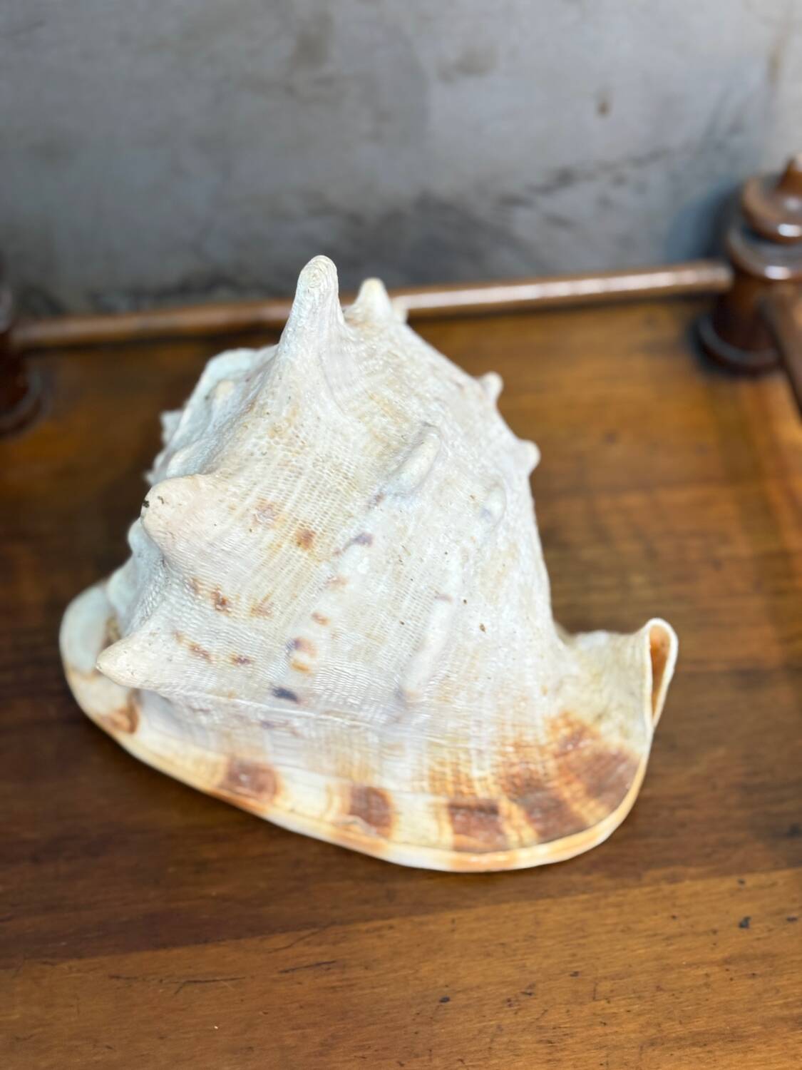 Ancient blackcurrant shell