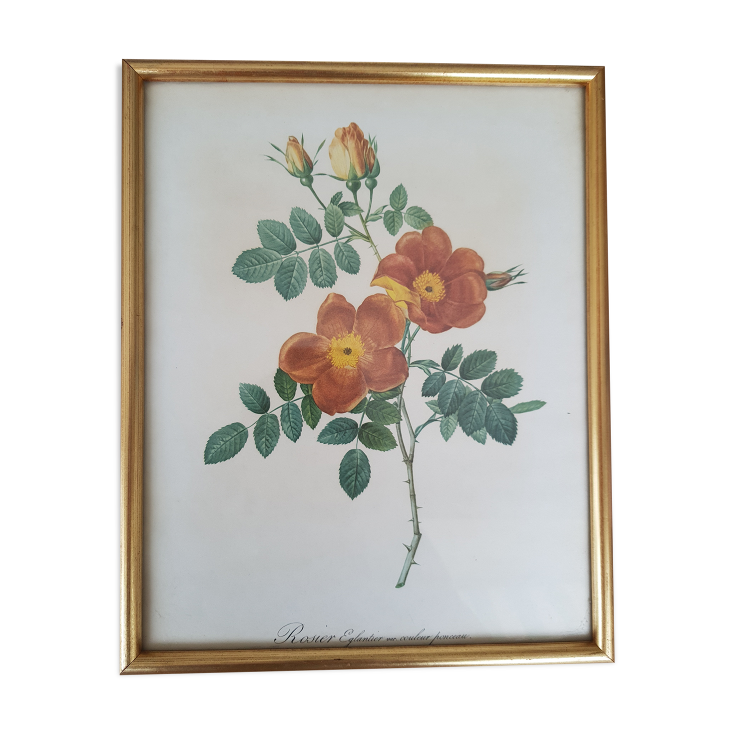 vintage botanical illustration roses eglantier