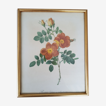 vintage botanical illustration roses eglantier